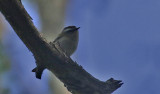 Firecrest
