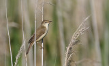 Marsh Warbler