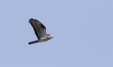 Honey Buzzard (Bivrk)