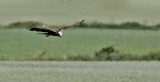 Western Marsh Harrier