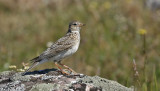 Skylark