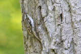Treecreeper