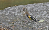 Goldfinch, juvenile (Stenlits)