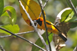 Golden Monarch, male