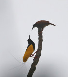 12-wired Birds of Paradise