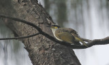 Varied Honeyeater