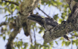 Papuan Frogmouth