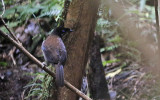 Western Parotiak, female