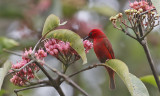 Red Myzomela