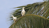 Pied Imperial Pigeon