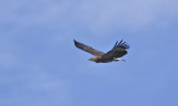 White-bellied Sea Eagle, immature