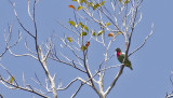 Claret-breasted Fruit Dove