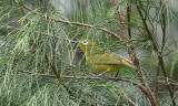 Yellowish White-eye