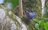 Sulphur-bellied Nuthatch