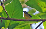 Yellowish White-eye