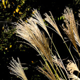 Another View of the Pampas