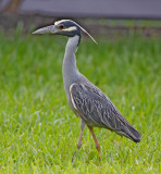 Yellow-crowned Night-Heron_1153.jpg