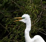 Great Egret - breeding_4636.jpg