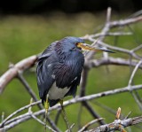 Tricolored Heron - non-breeding_4171.jpg