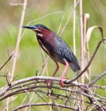 Green Heron - male breeding_2898.jpg