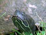 Chicken Turtle - High Island_6418.jpg