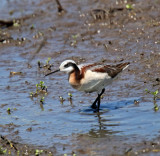 Wilsons Phalarope - female_6697.jpg