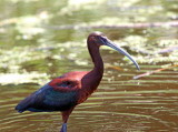 Glossy Ibis_6902.jpg