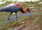 Glossy Ibis_6913.jpg