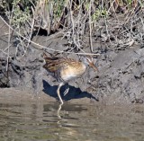 Clapper Rail_6966.jpg