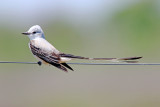 Scissor-tailed Flycatcher - male_6025.jpg