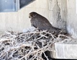 Gyrfalcon - adult_2661.jpg