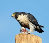  Peregrine Falcon_3911.jpg