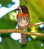 White-whiskered Puffbird_5502.jpg