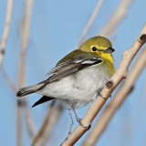 Yellow-throated Vireo_5418.jpg