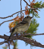 Huttons Vireo_9673.jpg