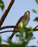 Black-whiskered Vireo_1870.jpg
