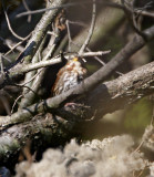 Red Fox Sparrow_8495.jpg