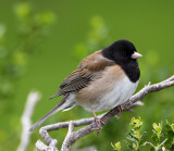 Dark-eyed  Junco Oregon - male_4040.jpg