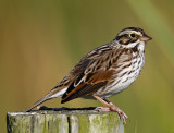 Savannah Sparrow_6913.jpg
