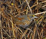 Seaside Sparrow - adult_6038.jpg