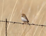 Bairds Sparrow_3761.jpg