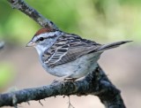Chipping Sparrow - adult breeding_7629.jpg