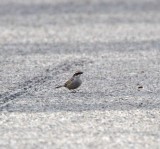 Striped Sparrow_4721.jpg