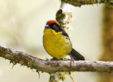 Yellow-breasted Brushfinch_6628.jpg