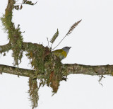 Ashy-throated Chlorospingus_4954.jpg