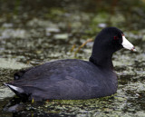 American Coot_6083.jpg