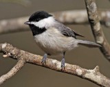 Carolina Chickadee_5295.jpg