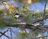 Mexican Chickadee_9802.jpg