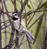 Bridled Titmouse_8933.jpg