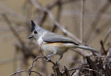 Black-crested Titmouse_0371.jpg
